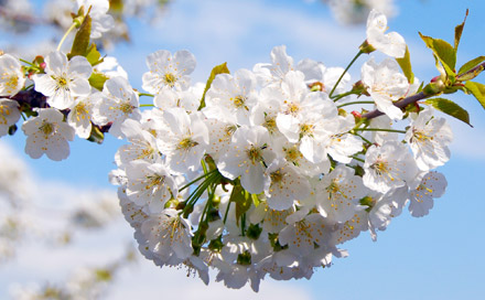 Frühling